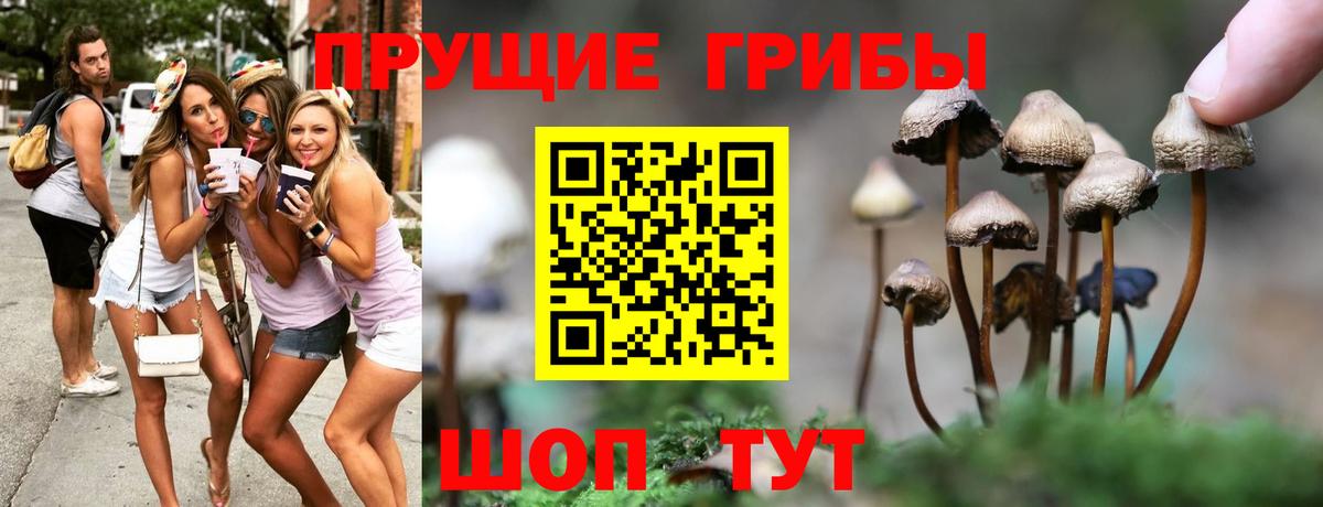 Бугуруслан  Псилоцибиновые грибы Psilocybe  цены наркотик  Вход с VPN  Псилоцибиновые грибы Psilocybine cubensis 